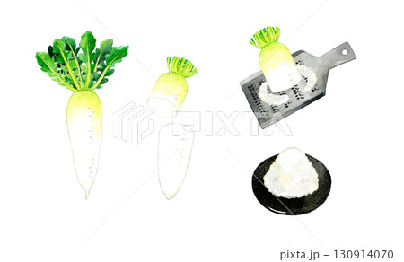 大根と大根おろしのセット　野菜・薬味の手描き水彩イラスト素材 130914070