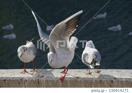 横浜西口幸い橋付近に休息中のユリカモメ1 横浜西口幸い橋付近に休息中のユリカモメ1 130914271