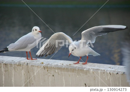 横浜西口幸い橋付近に休息中のユリカモメ2横浜西口 横浜西口幸い橋付近に休息中のユリカモメ2横浜西口 130914273