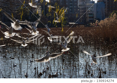 ユリカモメ 不忍の池飛来 ユリカモメ 不忍の池飛来 130914274