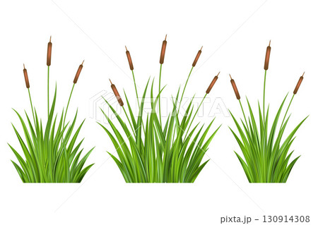 Swamp grass reed on marsh. Cattail isolated on white background. Bulrush vector illustration. Green foliage aquatic plants. Summer thicket of riverside. Swamp grass reed on marsh. Cattail isolated on white background. Bulrush vector illustration. Green foliage aquatic plants. Summer thicket of riverside. 130914308