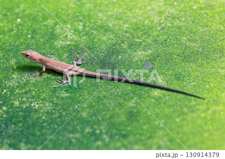 ニホンカナヘビ、全身撮影 130914379