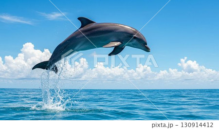 イルカのイラスト素材 [130914412] - PIXTA