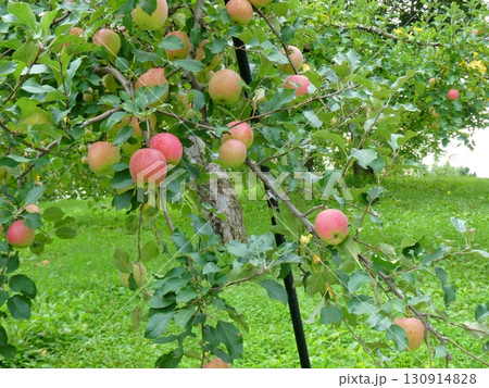 リンゴ園(青森県青森市) リンゴ園(青森県青森市) 130914828