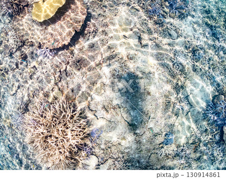 デバスズメダイ、ミスジリュウキュウスズメダイ他の群れ。巨大なサンゴ礁と熱帯魚の群れ。 沖縄県嘉比島 130914861