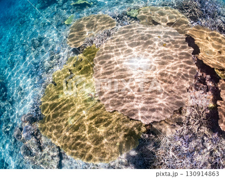 デバスズメダイ、ミスジリュウキュウスズメダイ他の群れ。巨大なサンゴ礁と熱帯魚の群れ。 沖縄県嘉比島 130914863