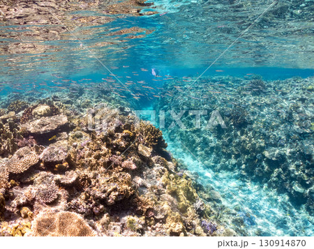 デバスズメダイ、ミスジリュウキュウスズメダイ他の群れ。巨大なサンゴ礁と熱帯魚の群れ。 沖縄県嘉比島 130914870