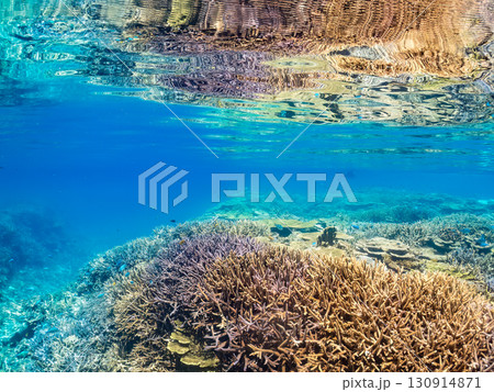 デバスズメダイ、ミスジリュウキュウスズメダイ他の群れ。巨大なサンゴ礁と熱帯魚の群れ。 沖縄県嘉比島 デバスズメダイ、ミスジリュウキュウスズメダイ他の群れ。巨大なサンゴ礁と熱帯魚の群れ。 沖縄県嘉比島 130914871