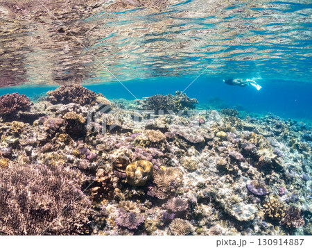 デバスズメダイ、ミスジリュウキュウスズメダイ他の群れ。巨大なサンゴ礁と熱帯魚の群れ。 沖縄県嘉比島 デバスズメダイ、ミスジリュウキュウスズメダイ他の群れ。巨大なサンゴ礁と熱帯魚の群れ。 沖縄県嘉比島 130914887
