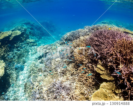 デバスズメダイ、ミスジリュウキュウスズメダイ他の群れ。巨大なサンゴ礁と熱帯魚の群れ。 沖縄県嘉比島 デバスズメダイ、ミスジリュウキュウスズメダイ他の群れ。巨大なサンゴ礁と熱帯魚の群れ。 沖縄県嘉比島 130914888