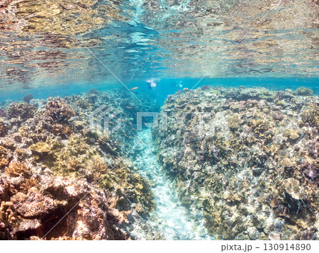 デバスズメダイ、ミスジリュウキュウスズメダイ他の群れ。巨大なサンゴ礁と熱帯魚の群れ。 沖縄県嘉比島 デバスズメダイ、ミスジリュウキュウスズメダイ他の群れ。巨大なサンゴ礁と熱帯魚の群れ。 沖縄県嘉比島 130914890