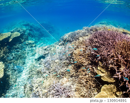 デバスズメダイ、ミスジリュウキュウスズメダイ他の群れ。巨大なサンゴ礁と熱帯魚の群れ。 沖縄県嘉比島 130914891