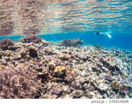デバスズメダイ、ミスジリュウキュウスズメダイ他の群れ。巨大なサンゴ礁と熱帯魚の群れ。 沖縄県嘉比島 130914896