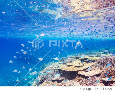 デバスズメダイ、ミスジリュウキュウスズメダイ他の群れ。巨大なサンゴ礁と熱帯魚の群れ。 沖縄県嘉比島 デバスズメダイ、ミスジリュウキュウスズメダイ他の群れ。巨大なサンゴ礁と熱帯魚の群れ。 沖縄県嘉比島 130914899