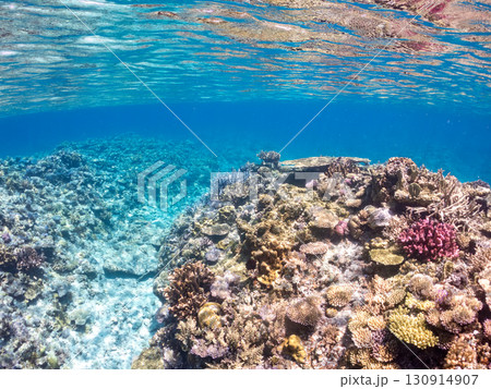 デバスズメダイ、ミスジリュウキュウスズメダイ他の群れ。巨大なサンゴ礁と熱帯魚の群れ。 沖縄県嘉比島 デバスズメダイ、ミスジリュウキュウスズメダイ他の群れ。巨大なサンゴ礁と熱帯魚の群れ。 沖縄県嘉比島 130914907