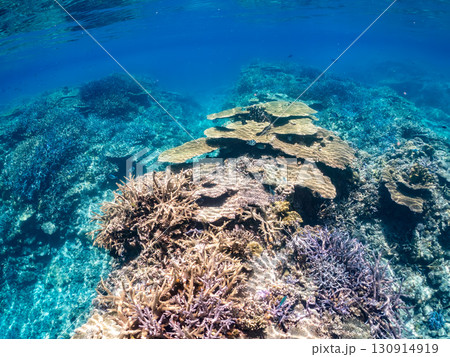デバスズメダイ、ミスジリュウキュウスズメダイ他の群れ。巨大なサンゴ礁と熱帯魚の群れ。 沖縄県嘉比島 130914919
