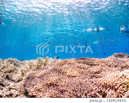 デバスズメダイ、ミスジリュウキュウスズメダイ他の群れ。巨大なサンゴ礁と熱帯魚の群れ。 沖縄県嘉比島 130914934