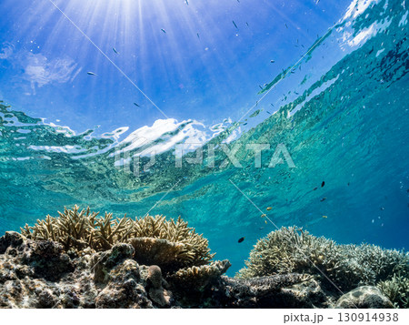 デバスズメダイ、ミスジリュウキュウスズメダイ他の群れ。巨大なサンゴ礁と熱帯魚の群れ。 沖縄県嘉比島 130914938