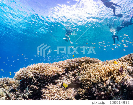 デバスズメダイ、ミスジリュウキュウスズメダイ他の群れ。巨大なサンゴ礁と熱帯魚の群れ。 沖縄県嘉比島 130914952