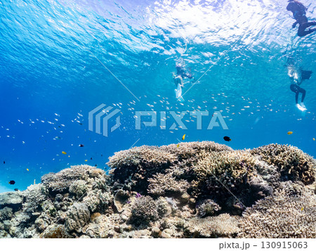 デバスズメダイ、ミスジリュウキュウスズメダイ他の群れ。巨大なサンゴ礁と熱帯魚の群れ。 沖縄県嘉比島 130915063