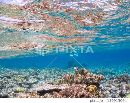 デバスズメダイ、ミスジリュウキュウスズメダイ他の群れ。巨大なサンゴ礁と熱帯魚の群れ。 沖縄県嘉比島 デバスズメダイ、ミスジリュウキュウスズメダイ他の群れ。巨大なサンゴ礁と熱帯魚の群れ。 沖縄県嘉比島 130915064