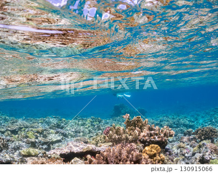 デバスズメダイ、ミスジリュウキュウスズメダイ他の群れ。巨大なサンゴ礁と熱帯魚の群れ。 沖縄県嘉比島 130915066