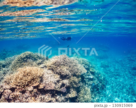 デバスズメダイ、ミスジリュウキュウスズメダイ他の群れ。巨大なサンゴ礁と熱帯魚の群れ。 沖縄県嘉比島 デバスズメダイ、ミスジリュウキュウスズメダイ他の群れ。巨大なサンゴ礁と熱帯魚の群れ。 沖縄県嘉比島 130915069