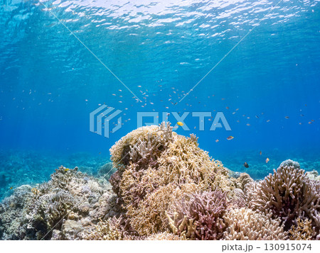 デバスズメダイ、ミスジリュウキュウスズメダイ他の群れ。巨大なサンゴ礁と熱帯魚の群れ。 沖縄県嘉比島 130915074