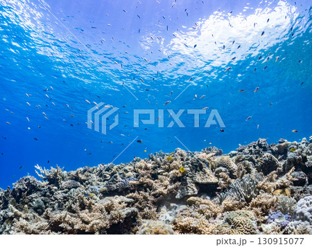 デバスズメダイ、ミスジリュウキュウスズメダイ他の群れ。巨大なサンゴ礁と熱帯魚の群れ。 沖縄県嘉比島 デバスズメダイ、ミスジリュウキュウスズメダイ他の群れ。巨大なサンゴ礁と熱帯魚の群れ。 沖縄県嘉比島 130915077