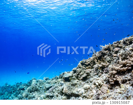 デバスズメダイ、ミスジリュウキュウスズメダイ他の群れ。巨大なサンゴ礁と熱帯魚の群れ。 沖縄県嘉比島 130915087