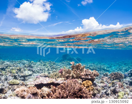 デバスズメダイ、ミスジリュウキュウスズメダイ他の群れ。巨大なサンゴ礁と熱帯魚の群れ。 沖縄県嘉比島 デバスズメダイ、ミスジリュウキュウスズメダイ他の群れ。巨大なサンゴ礁と熱帯魚の群れ。 沖縄県嘉比島 130915092