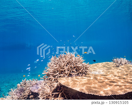 デバスズメダイ、ミスジリュウキュウスズメダイ他の群れ。巨大なサンゴ礁と熱帯魚の群れ。 沖縄県嘉比島 デバスズメダイ、ミスジリュウキュウスズメダイ他の群れ。巨大なサンゴ礁と熱帯魚の群れ。 沖縄県嘉比島 130915105