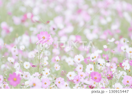彩度低めのパステル調一面のコスモス畑 彩度低めのパステル調一面のコスモス畑 130915447
