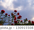 赤いバラ 130915508