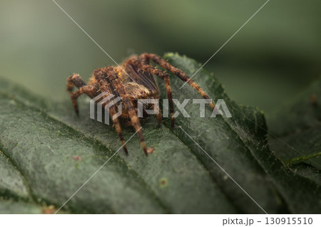 Orb Weaving Spider 130915510