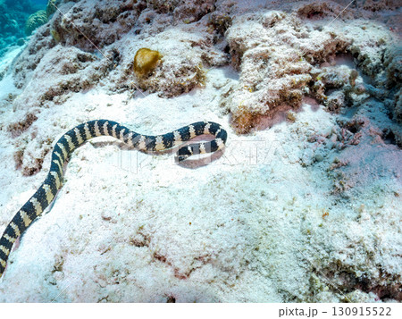 エラブウミヘビ（コブラ科）巨大なサンゴ礁と熱帯魚の群れ。 沖縄県島尻郡慶良間諸島座間味島嘉比島 130915522
