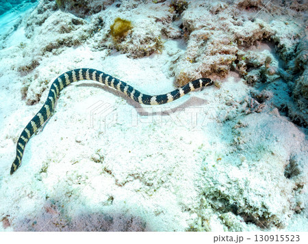 エラブウミヘビ（コブラ科）巨大なサンゴ礁と熱帯魚の群れ。 沖縄県島尻郡慶良間諸島座間味島嘉比島 130915523
