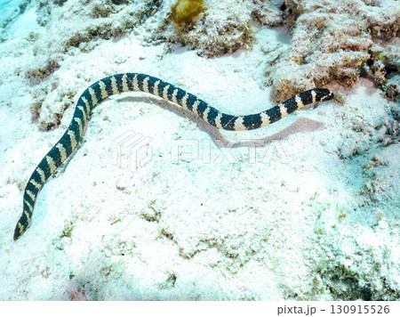 エラブウミヘビ（コブラ科）巨大なサンゴ礁と熱帯魚の群れ。 沖縄県島尻郡慶良間諸島座間味島嘉比島 130915526