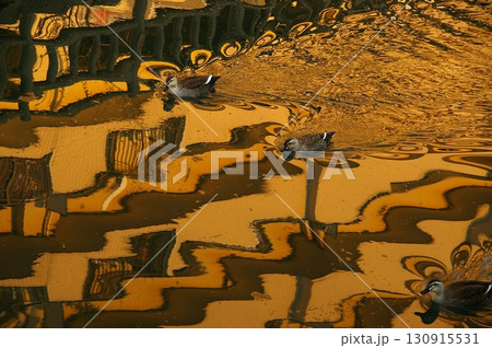 夕暮れ時静かに揺れる川面を上流の巣に戻るカルガモの波紋1 130915531