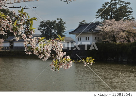 桜の季節に小田原城と周辺 130915545