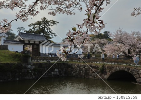 桜の季節に小田原城と周辺 130915559