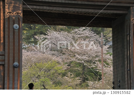 桜の季節に小田原城と周辺 130915582