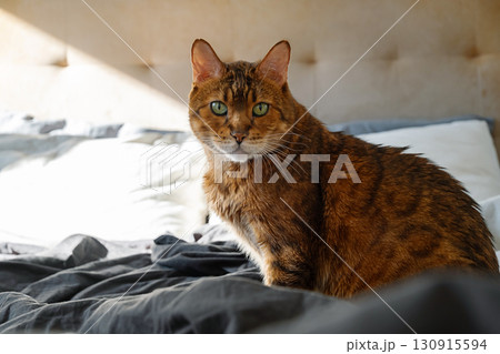 Cute bengal cat with green eyes sitting on bed in bright bedroom, natural light streaming in. Cute bengal cat with green eyes sitting on bed in bright bedroom, natural light streaming in. 130915594