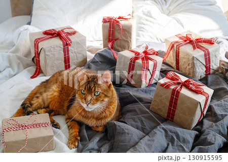 Brown tabby cat with green eyes laying on bed surrounded by Christmas gift boxes wrapped in craft paper and red ribbon. Brown tabby cat with green eyes laying on bed surrounded by Christmas gift boxes wrapped in craft paper and red ribbon. 130915595