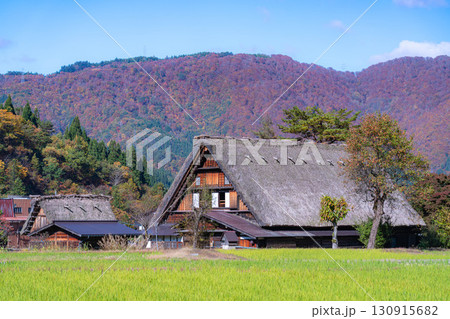 【世界遺産】紅葉真っ盛りの白川郷【岐阜県】 【世界遺産】紅葉真っ盛りの白川郷【岐阜県】 130915682
