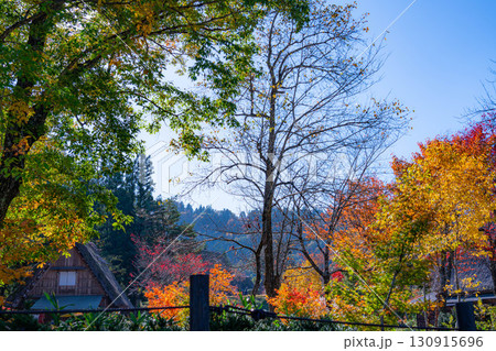 【世界遺産】紅葉真っ盛りの白川郷【岐阜県】 130915696