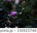 バラ 130915748