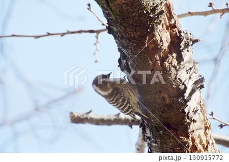 Japanese pygmy woodpecker / 春の日に桜の古木で餌をつつくキツツキのコゲラ 130915772