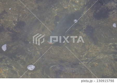 海を泳ぐ魚 海を泳ぐ魚 130915798