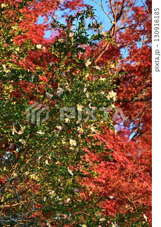 日本屈指の散歩道　京都　名勝「哲学の道」の紅葉 130916185